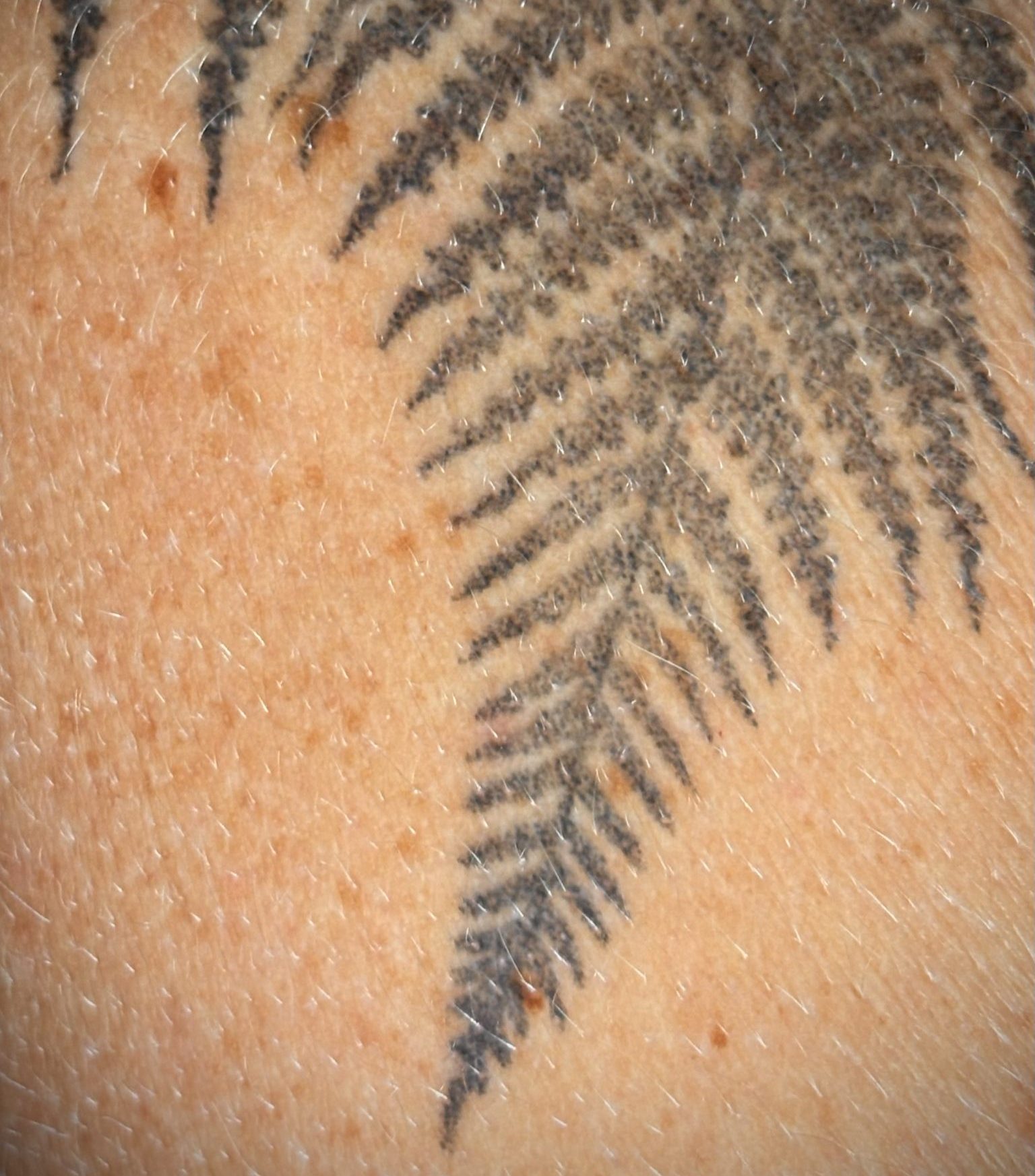 Tatouage épaule fougère dotwork-cicatrisé 6 mois-salon de tatouage la Griffe-saint Maximin la sainte baume