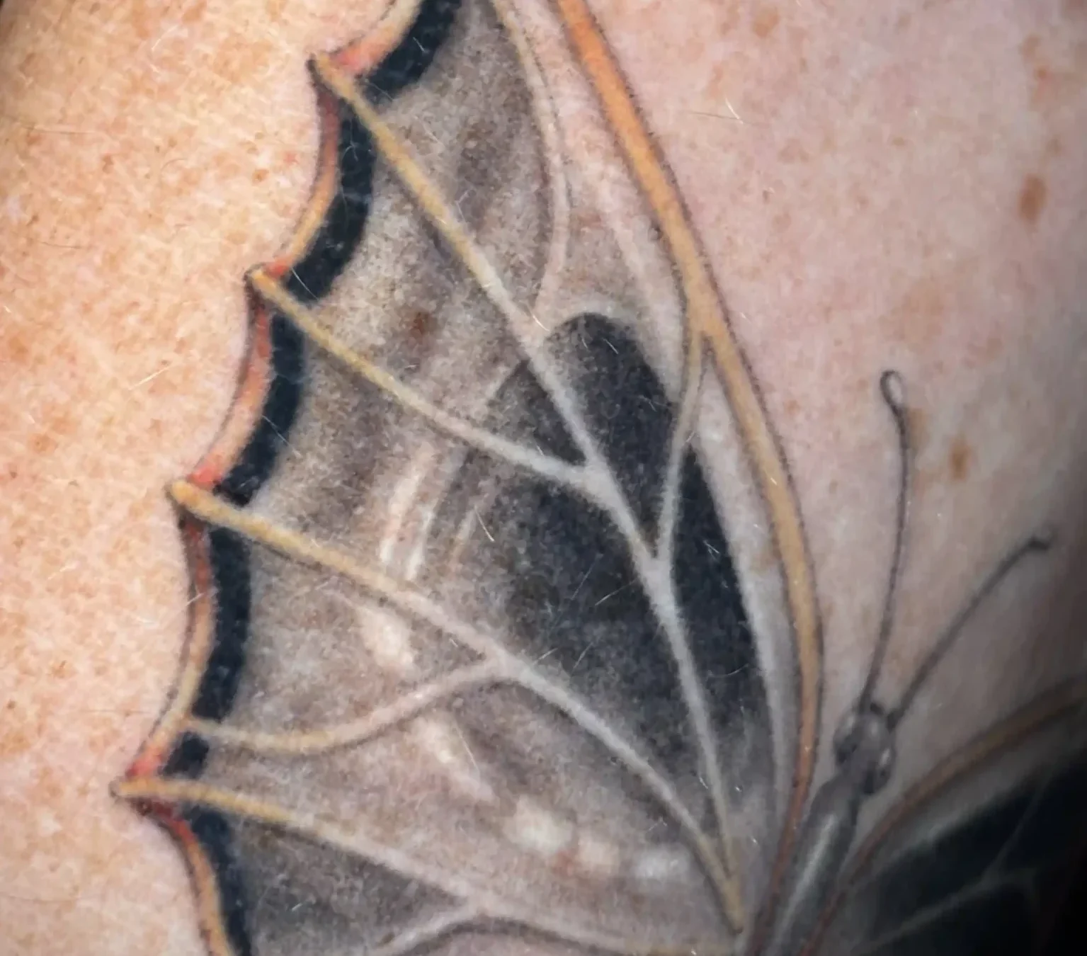 Détail tatouage papillon cicatrisé 4 mois