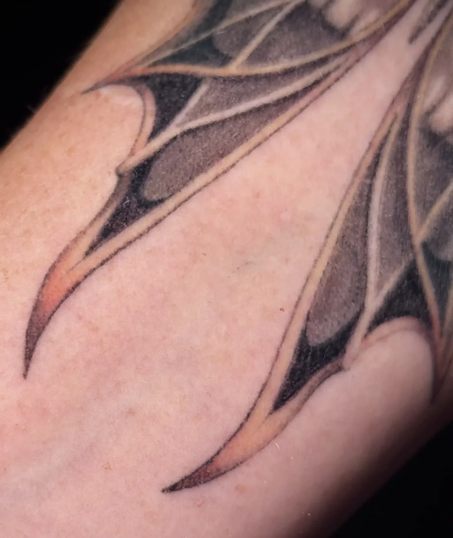 Détail tatouage papillon cicatrisé 4 mois-salon de tatouage la Griffe